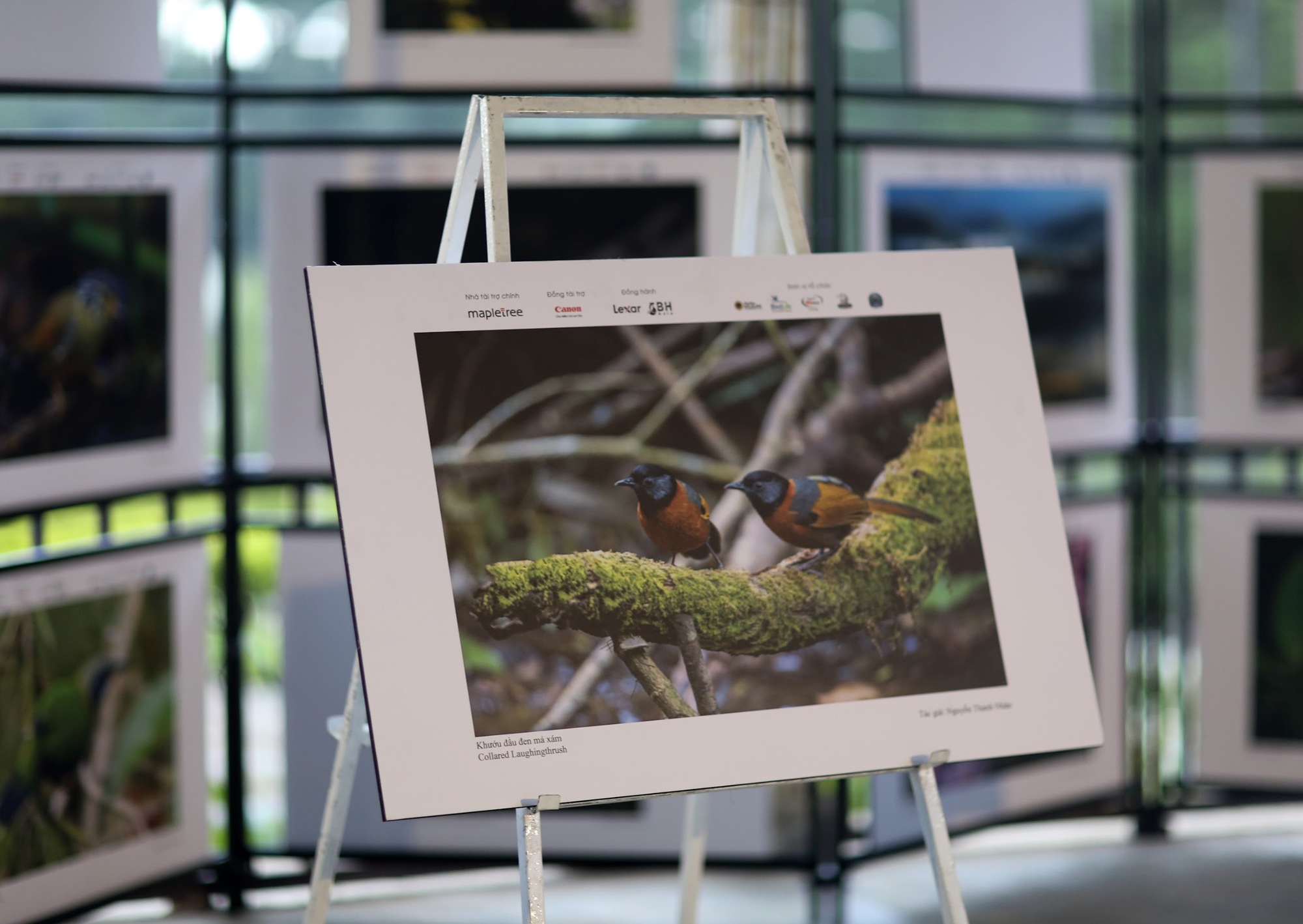Vietnam BirdRace 2025: Những cánh chim kết nối thế giới từ Bidoup – Núi Bà- Ảnh 20. Vietnam BirdRace 2025: Những cánh chim kết nối thế giới từ Bidoup – Núi Bà- Ảnh 20.