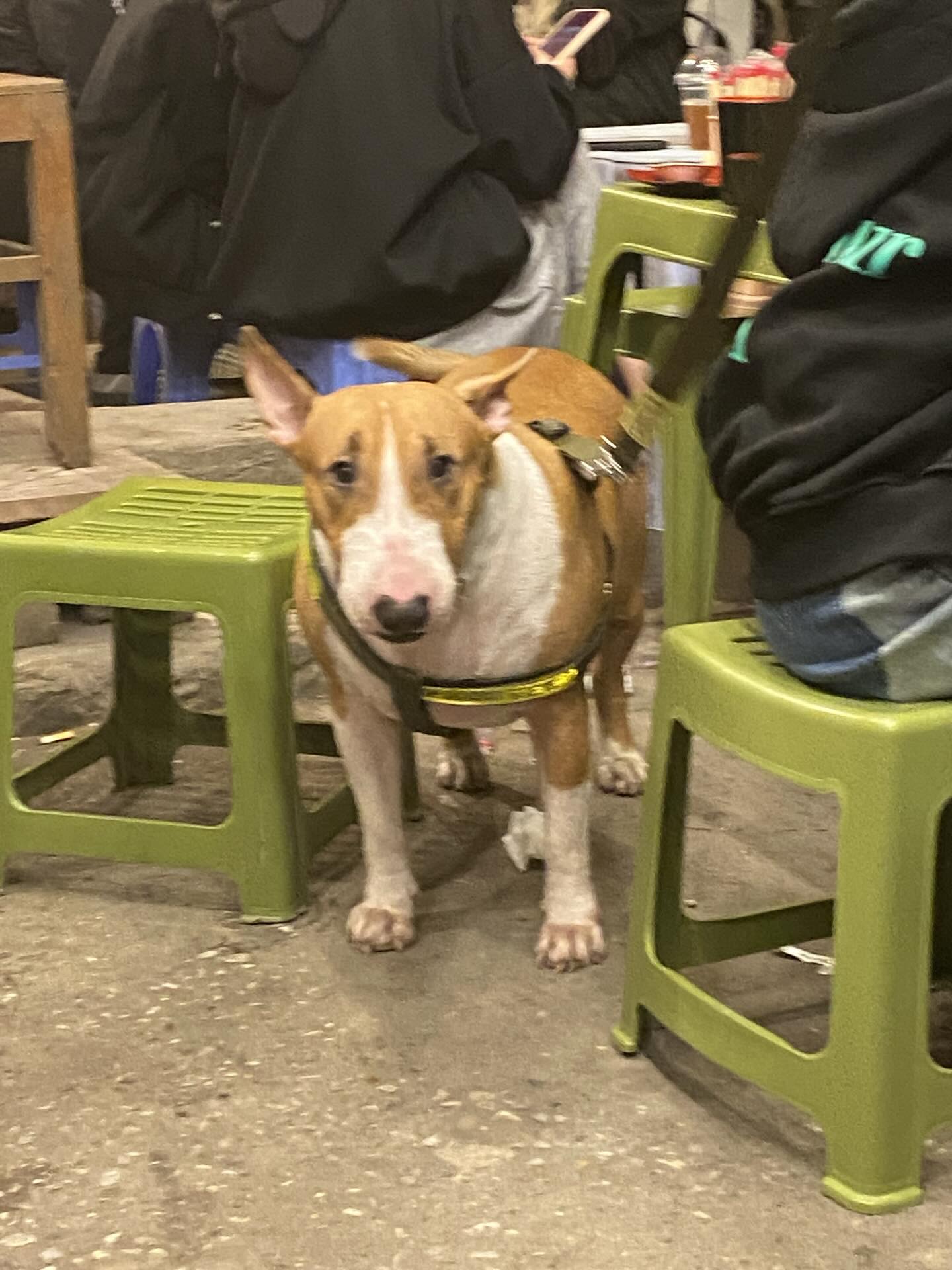 7-1762371670199235663558 “Phở Anh Hai” có thật ngoài đời? - Ảnh 4.