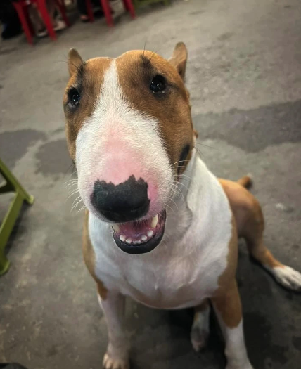 - Ảnh 6. - Ảnh 6.