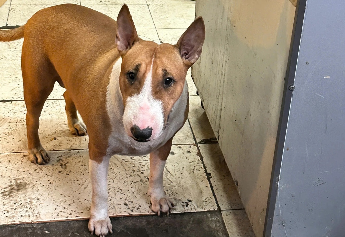 - Ảnh 7. - Ảnh 7.