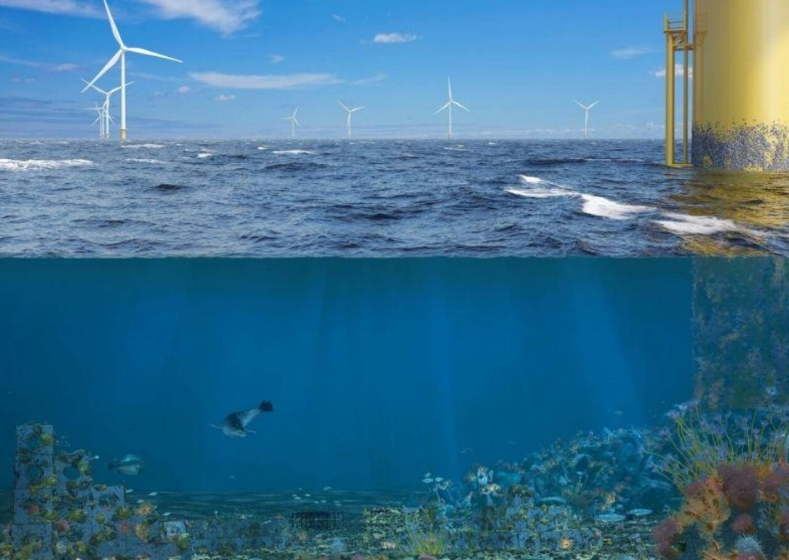 Khi trang trại điện gió ngoài khơi không chỉ tạo ra điện - Ảnh 1.