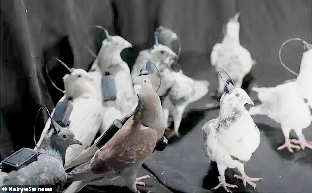 Nga biến chim bồ câu thành bio-drone, bay xa hàng trăm km - Ảnh 2.
