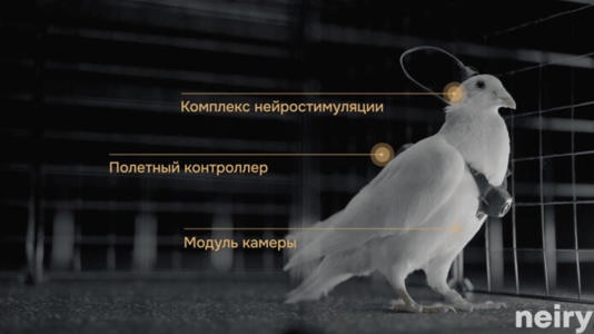 Nga biến chim bồ câu thành bio-drone, bay xa hàng trăm km - Ảnh 1.